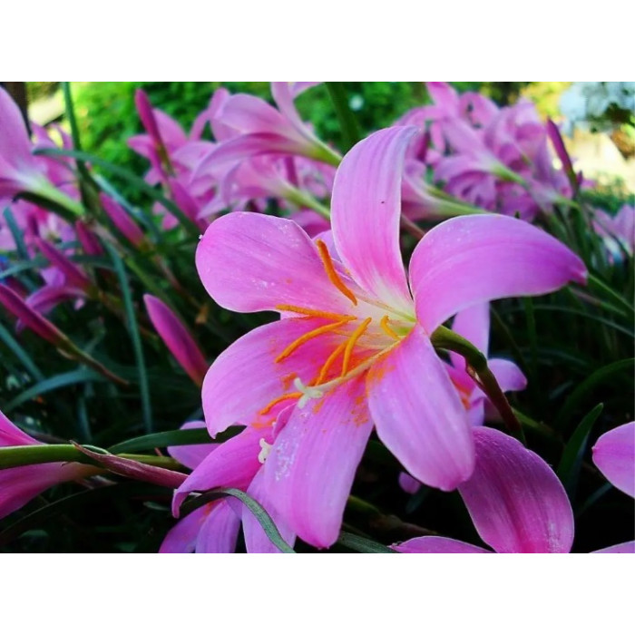 Алмазная мозаика по номерам 30*40 