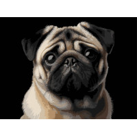 Картина за номерами Strateg Мопс на чорному фоні 30Х40 (FH-34) Картина за номерами Strateg Мопс на чорному фоні 30Х40 (FH-34)