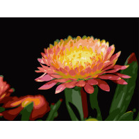 Картина за номерами Strateg Квітка гербери на чорному фоні 30Х40 (FH-28)