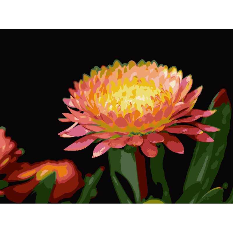 Картина за номерами Strateg Квітка гербери на чорному фоні 30Х40 (FH-28)