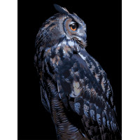 Картина за номерами Strateg Нічна сова на чорному фоні 30Х40 (FH-24) Картина за номерами Strateg Нічна сова на чорному фоні 30Х40 (FH-24)