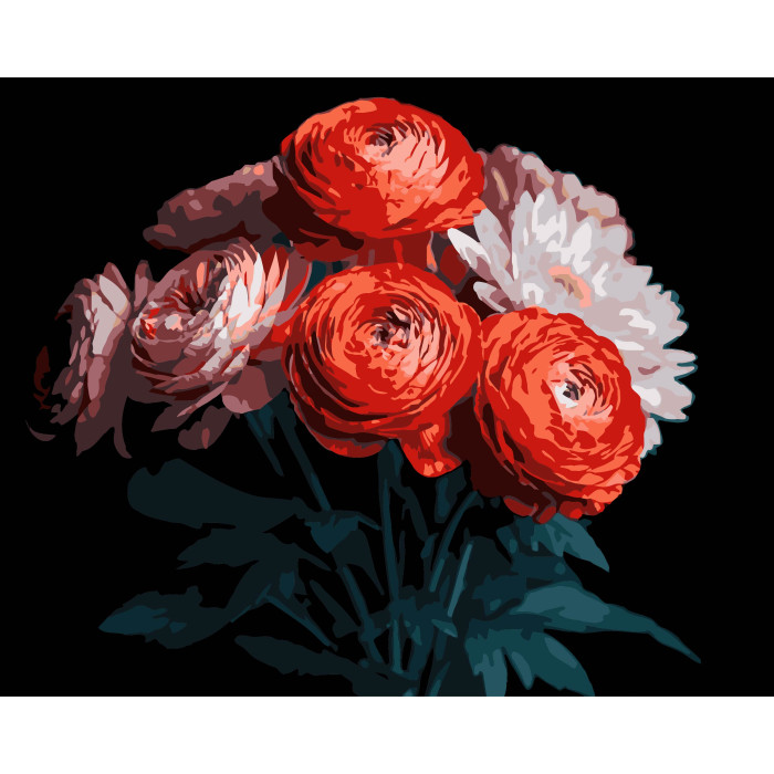 Картина за номерами Strateg Червоні ранункулюси на чорному фоні 40Х50 (AH1250)