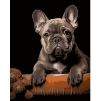 Картина за номерами Strateg Французький бульдог на чорному фоні 40Х50 (AH1293)