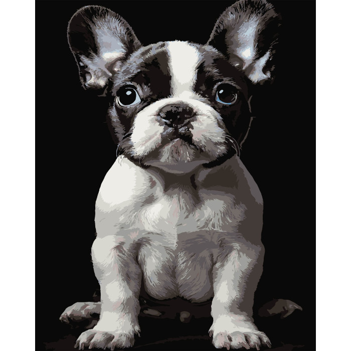 Картина за номерами Strateg Маленький пес на чорному фоні 40Х50 (AH1277)