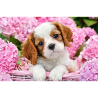 Кастор пазлы 500 