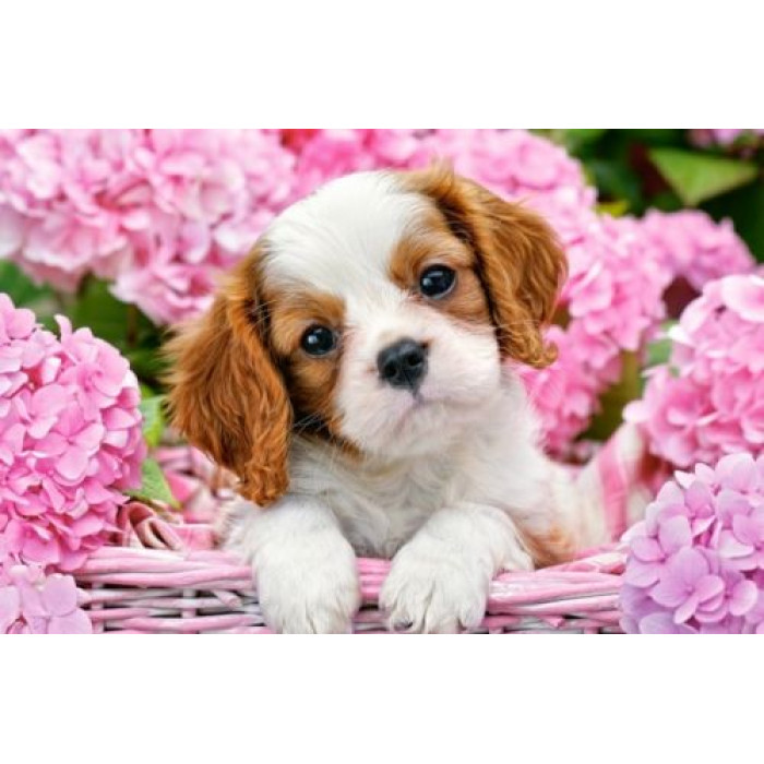 Кастор пазлы 500 