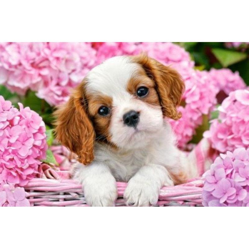 Кастор пазлы 500 