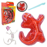 Іграшка лаборатонний набір , Ящірка, скелет, внутрішні органи, кор.19,5*4,5*29,5см //